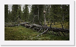 northern taiga-8218 * 1000 x 562 * (692KB)